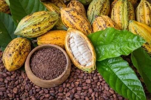 Cacao